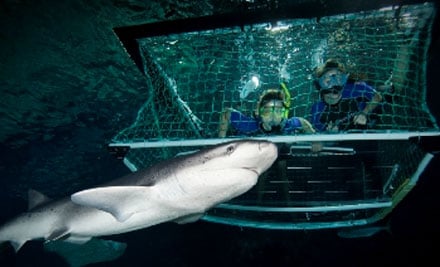SEA LIFE Kelly Tarlton’s Aquarium