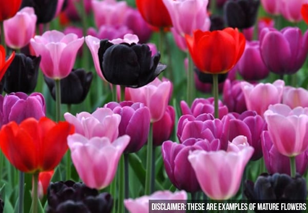 $22 for Either 50 Mixed Colour Tulip Bulbs or 30 Single Colour Bulbs