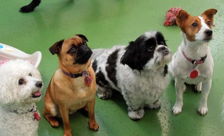 Urban Dogs