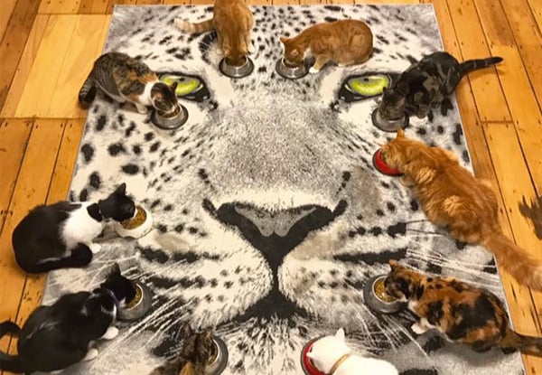BaristaCats Café