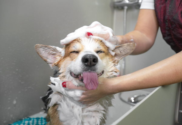 Shampooches