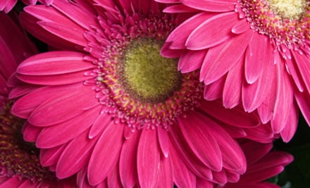Daisy Chain Florist