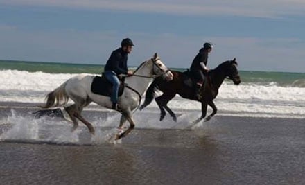 Muriwai Beach Horse Treks LTD