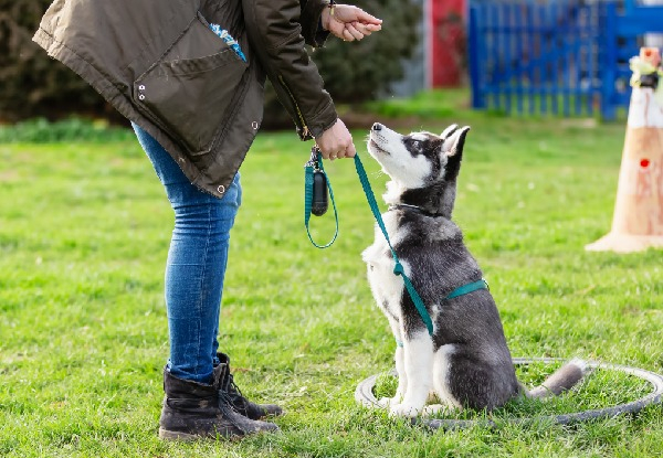 Canine Connection