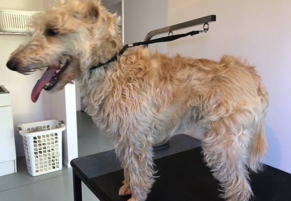 Manawatu SPCA Doggy Daycare