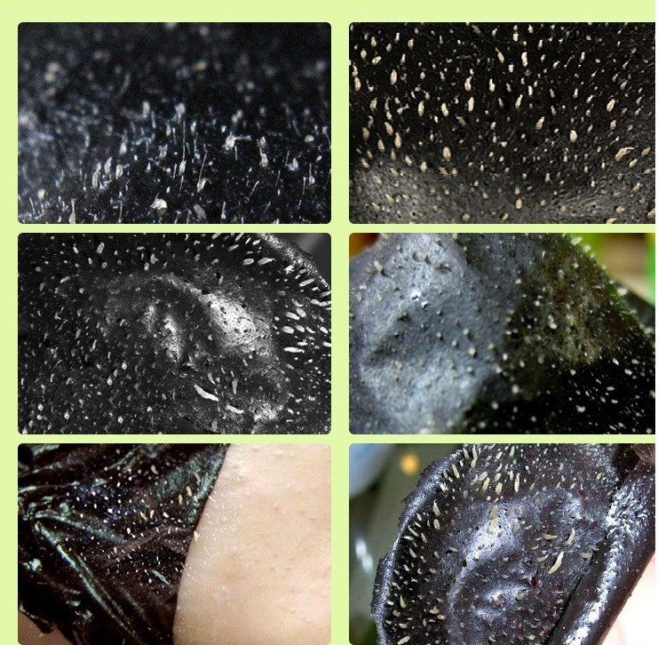 Shills Blackhead Peel Off Mask