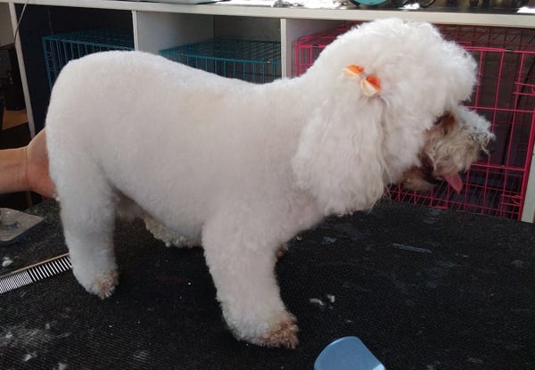 Happy Dog Pet Groomers