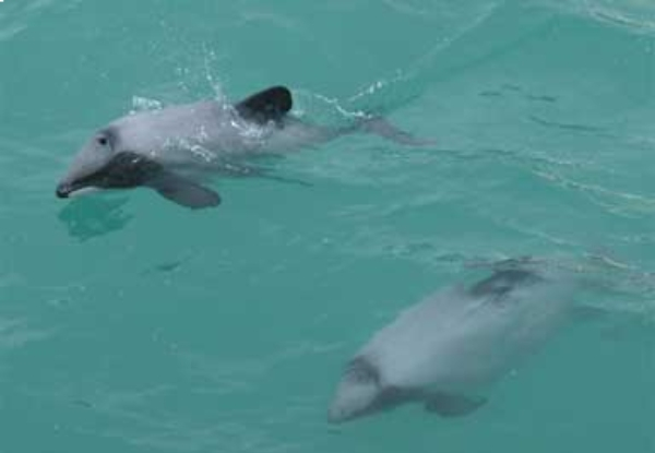 Akaroa Fox Sailing