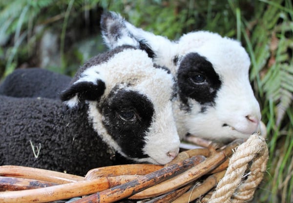 One-Year Unlimited Adult Pass to Staglands Wildlife Reserve - Option for a Child Pass