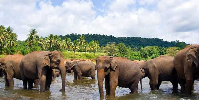 Ceylon Paradise