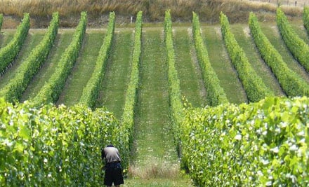 Anchorage Wines New Zealand Ltd