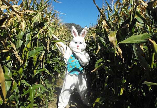 The Maize Maze Egg Hunt