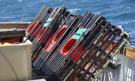 Island Bay Charters