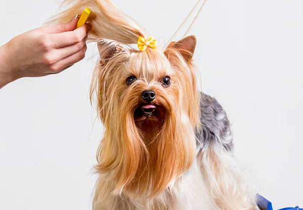 Paws Pet Care & Wellbeing Ltd
