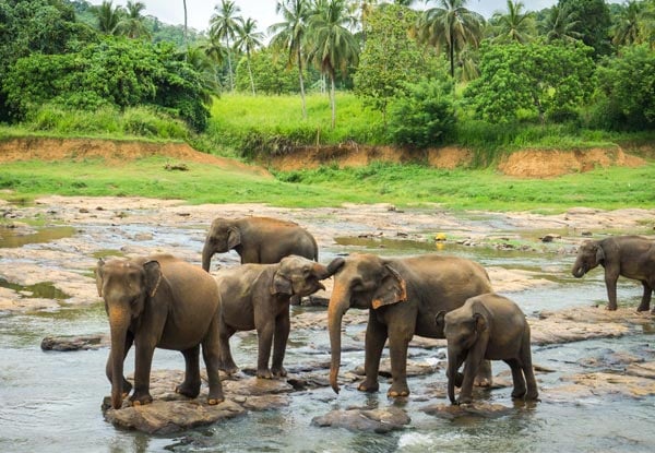 14-Day 'Around the Ceylon' Tour for Two People incl. Accommodation, Guide, Sightseeing, Spa & More