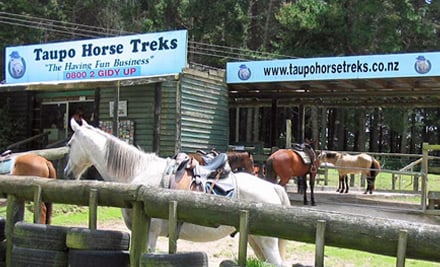 Taupo Horse Treks