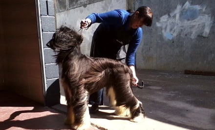 Fluffy Butt Dog Bathhouse & Grooming