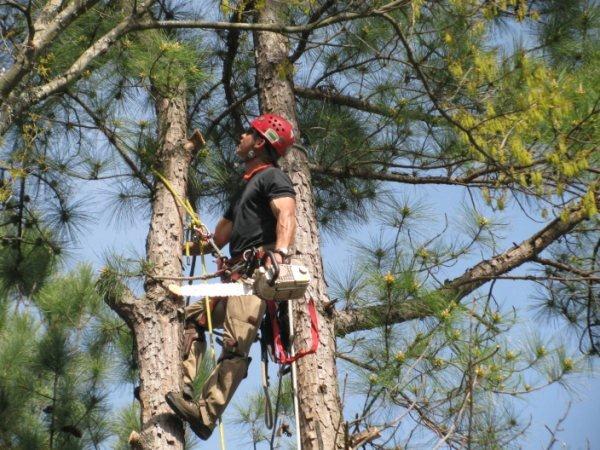 Arboreal Tree Care Ltd