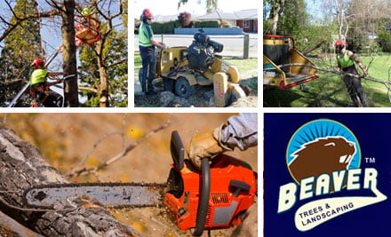 Beaver Trees & Landscaping