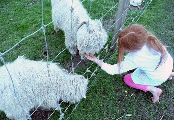 Kidzplay & Funky Farm Petting Zoo Hastings