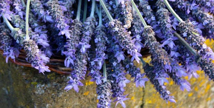 Punehu Stream Cottage