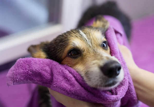 Easy Peasy Dog Wash & Grooming Service