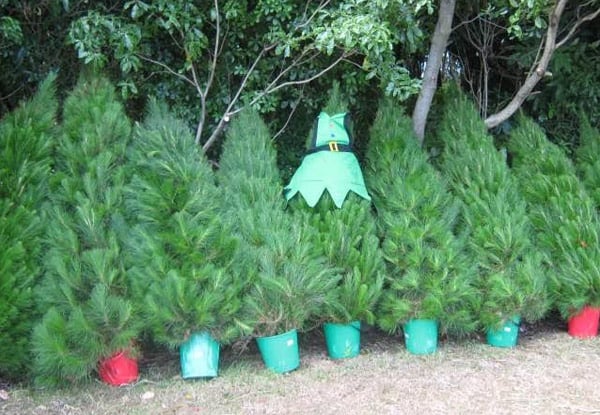 Zach's Christmas Trees