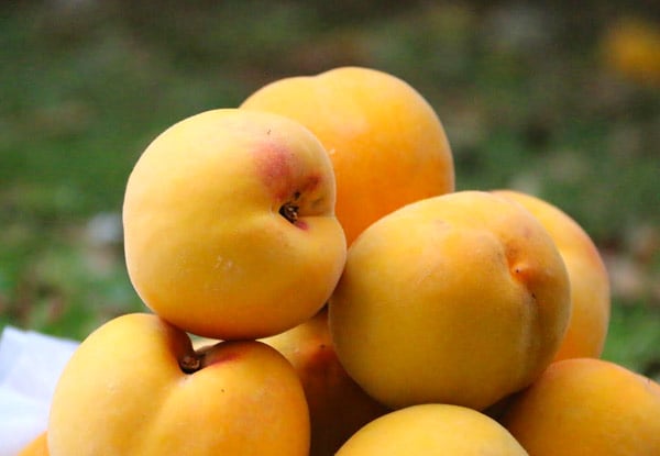 $29 for 9kg of Mixed Box of Peaches, Pears & Apples incl. North Island Urban Delivery