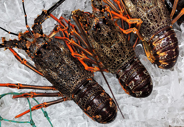 Takitimu Seafoods