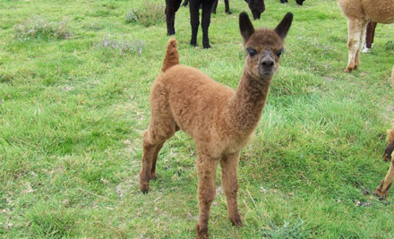 The Alpaca Place