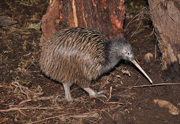 Adult Entry to National Kiwi Centre - Options for Child & Family Pass