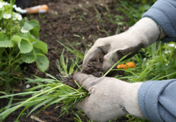 Two-Hour Garden Maintenance Service - Option for up to Eight Hours