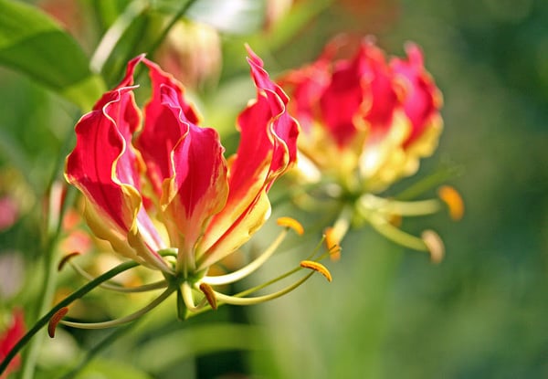 $20 for 10 Gloriosa Flower Bulbs