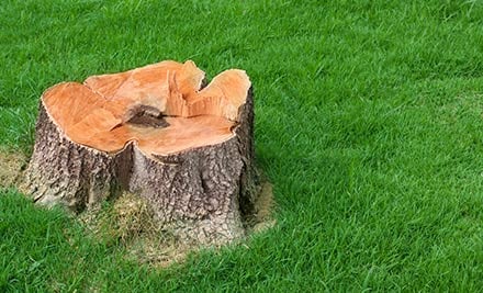 Up to 57% off Stump Grinding & Hedge Trimming services (value up to $260)
