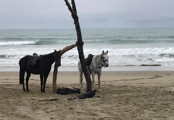 Ocean Breeze horse trekking