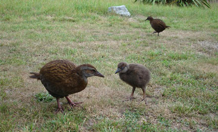 Kapiti Island Nature Tours