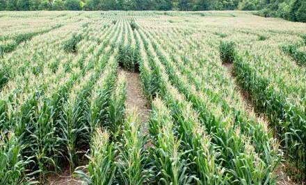 Bucking Boar Cornfield Maze