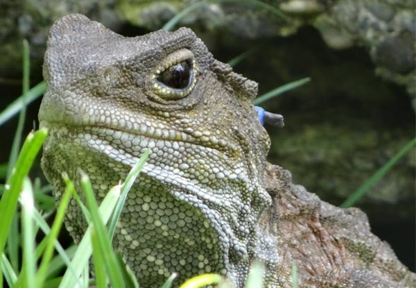 Up to 51% Off General Admission to Zealandia for Adults & Kids