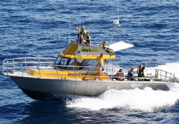 Diveworks Charters - Dolphin, Whale and Fishing.