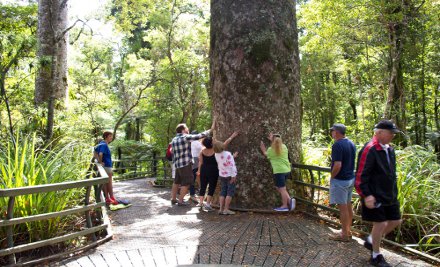 New Zealand Kauri Rainforest Walking Tour Half Day