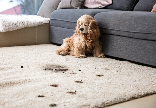 Discount Cleaning Services