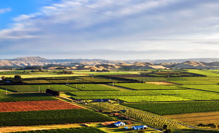 Ash Ridge Wines