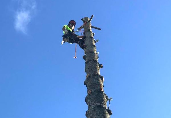 One Hour of Tree Maintenance Work from Professional Arborist & Ground Labourer - Option for Two-Hours