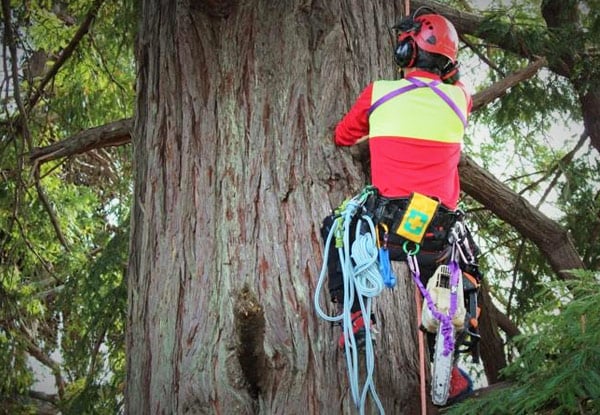Atom Tree Specialists