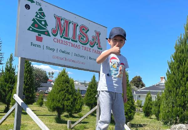 Misa Christmas Trees
