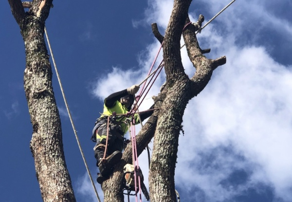 Te Rakau Tāne - The Tree Man