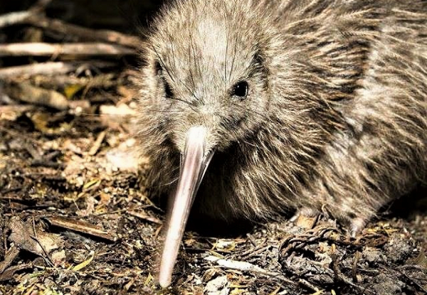 One Adult Entry to The West Coast Wildlife Centre - Options for Child Pass or Family Pass, & to incl. Tuatara & Kiwi Backstage Tour