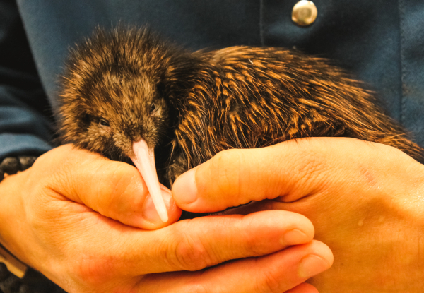 Up to 40% Off, Visit Pukaha National Wildlife Centre - Options for Single Adult Entry with Morning or Afternoon Tea, a Premium Half Day Experience for Two Adults, or a Family Guided Experience