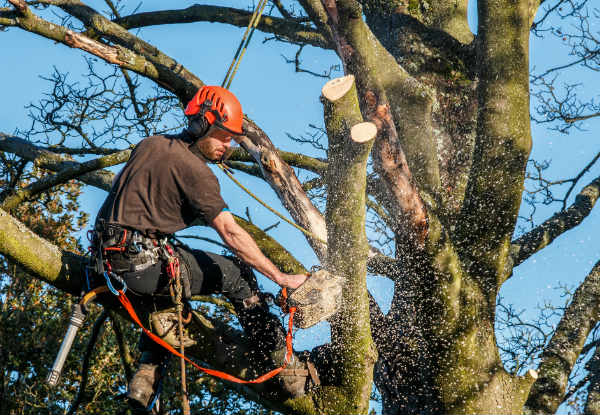 1-2-Tree Services