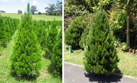 Auckland Trees
